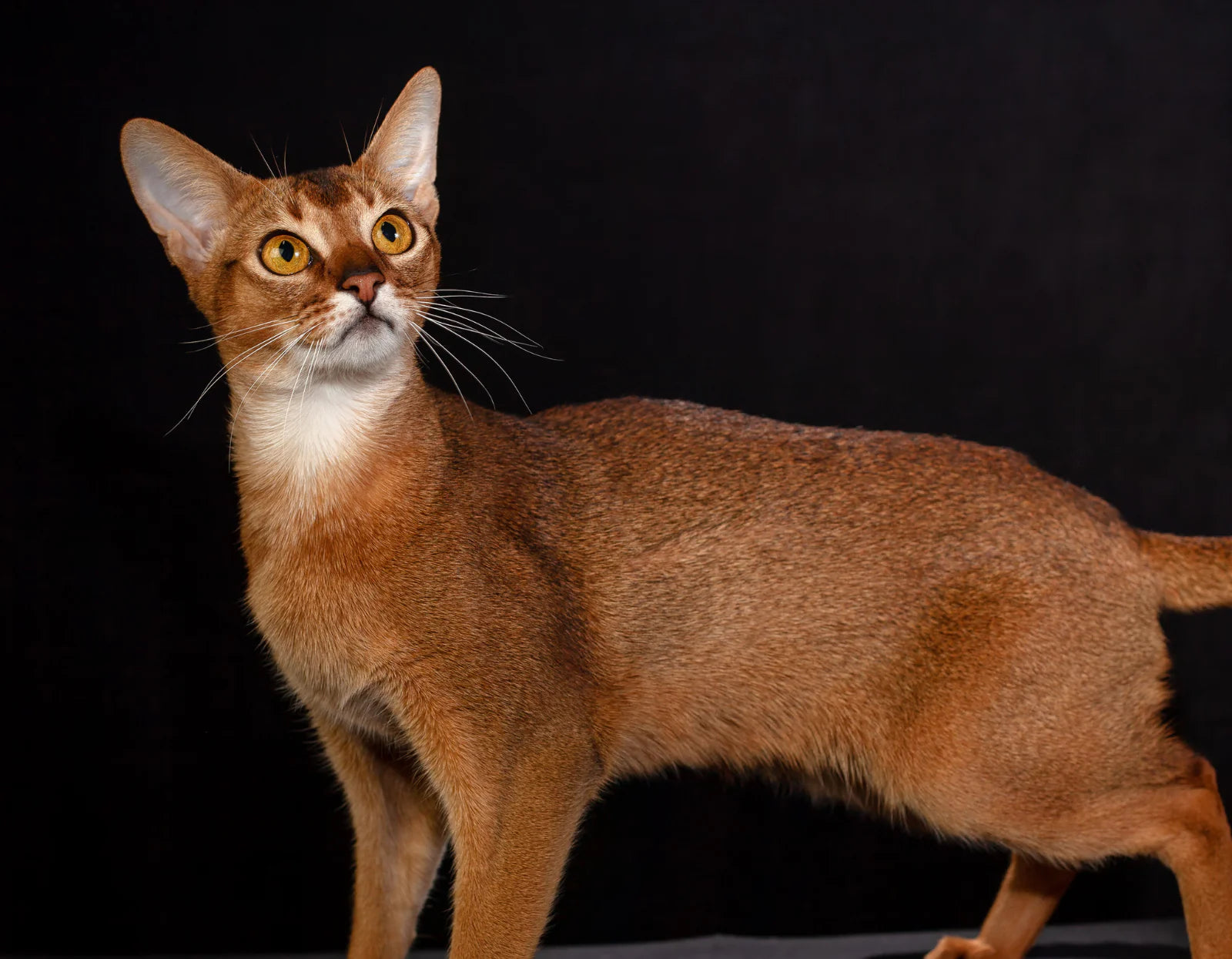 Kot chausie - hybryda kota błotnego